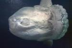 Oceanic Sunfish (Mola mola), Tetraodontiformes, Molidae, AAAD01_176