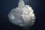 Oceanic Sunfish (Mola mola), Tetraodontiformes, Molidae, AAAD01_178