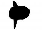 Oceanic Sunfish (Mola mola), Tetraodontiformes, Molidae silhouette, logo, shape