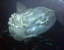 Oceanic Sunfish (Mola mola), Tetraodontiformes, Molidae, AAAD01_181