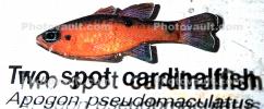 Two Spot Cardinalfish, (Apogon pseudomaculatus), Perciformes, Apogonidae, AAAD01_190