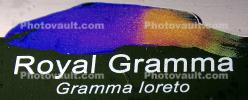 Royal Gramma (Gramma loreto), Perciformes, Grammatidae