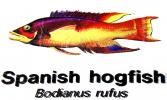 Spanish Hogfish, (Bodianus rufus), [Labridae], Wrasse, Perciformes, AAAD01_198
