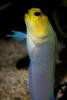 Yellowhead Jawfish, (Opistognathus aurifrons), Perciformes, Opistognathidae, Caribbean, AAAD01_214