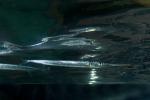Atlantic Needlefish, (Strongylura marina)