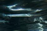 Atlantic Needlefish (Strongylura marina), AAAD01_219