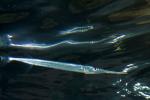 Atlantic Needlefish (Strongylura marina), AAAD01_220