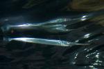 Atlantic Needlefish (Strongylura marina), AAAD01_221