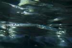 Atlantic Needlefish (Strongylura marina), AAAD01_222