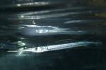 Atlantic Needlefish (Strongylura marina), AAAD01_223