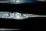 Atlantic Needlefish (Strongylura marina)