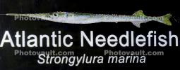 Atlantic Needlefish (Strongylura marina), Belonidae