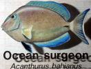 Ocean Surgeon (Acanthurus bahianus), Acanthuridae, Perciformes