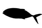 Bar Jack, (Caranx ruber), Perciformes, Percoidei, Percoidea, Carangidae silhouette, logo, shape, AAAD01_232M
