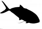 Bar Jack silhouette, logo, shape, (Caranx ruber), Perciformes, Percoidei, Percoidea, Carangidae, AAAD01_242M