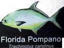 Florida Pompano, Trachinotus carolinus