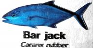Bar Jack, Caranx rubber
