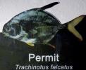 Permit, Trachinotus falcatus