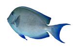 SurgeonFish, tang, photo-object, object, cut-out, cutout, AAAD01_248F