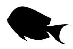 SurgeonFish, tang silhouette, logo, shape, AAAD01_248M