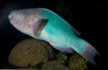 Parrotfish, AAAD01_250