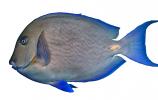 SurgeonFish, tang, photo-object, object, cut-out, cutout, AAAD01_252F