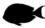 SurgeonFish Silhouette, tang, logo, shape, AAAD01_252M