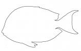 SurgeonFish outline, line drawing