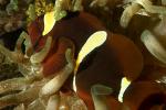 Maroon clownfish, (Premnas biaculeatus), Perciformes, Pomacentridae, Amphiprioninae, AAAD01_273