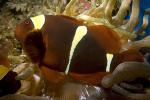 Maroon clownfish, (Premnas biaculeatus), Perciformes, Pomacentridae, Amphiprioninae, AAAD01_274