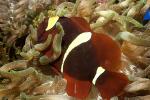 Maroon clownfish, (Premnas biaculeatus), Perciformes, Pomacentridae, Amphiprioninae, AAAD01_275