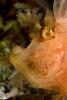 Raggy Scorpionfish, (Scorpaenopsis venosa), Scorpaeniformes, Scorpaenidae, Scorpaeninae, AAAD01_300