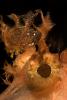 Raggy Scorpionfish, (Scorpaenopsis venosa), Scorpaeniformes, Scorpaenidae, Scorpaeninae, AAAD02_003