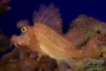 Raggy Scorpionfish, (Scorpaenopsis venosa), Scorpaeniformes, Scorpaenidae, Scorpaeninae, AAAD02_005