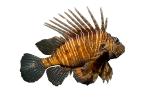 Black Volitan Lionfish photo-object, object, cut-out, cutout, (Pterois volitans), Scorpaeniformes, Scorpaenidae, Pteroinae, venomous coral reef fish, scorpionfish, venemous, AAAD02_007F
