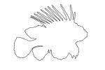 Black Volitan Lionfish outline, line drawing, (Pterois volitans), Scorpaeniformes, Scorpaenidae, Pteroinae, venomous coral reef fish, scorpionfish, venemous, AAAD02_007O