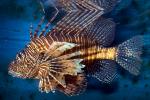 Black Volitan Lionfish, (Pterois volitans), Scorpaeniformes, Scorpaenidae, Pteroinae, venomous coral reef fish, scorpionfish, venemous, AAAD02_008