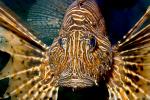 Black Volitan Lionfish, (Pterois volitans), Scorpaeniformes, Scorpaenidae, Pteroinae, venomous coral reef fish, scorpionfish, venemous, AAAD02_009