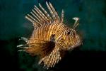 Black Volitan Lionfish, (Pterois volitans), Scorpaeniformes, Scorpaenidae, Pteroinae, venomous coral reef fish, scorpionfish, venemous, AAAD02_010
