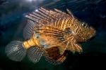 Black Volitan Lionfish, (Pterois volitans), Scorpaeniformes, Scorpaenidae, Pteroinae, venomous coral reef fish, scorpionfish, venemous, AAAD02_011