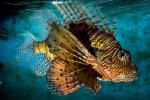Black Volitan Lionfish, (Pterois volitans), Scorpaeniformes, Scorpaenidae, Pteroinae, venomous coral reef fish, scorpionfish, venemous, AAAD02_012