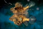 Black Volitan Lionfish, (Pterois volitans), Scorpaeniformes, Scorpaenidae, Pteroinae, venomous coral reef fish, scorpionfish, venemous, AAAD02_014