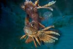 Black Volitan Lionfish, (Pterois volitans), Scorpaeniformes, Scorpaenidae, Pteroinae, venomous coral reef fish, scorpionfish, venemous, AAAD02_015