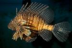 Black Volitan Lionfish, (Pterois volitans), Scorpaeniformes, Scorpaenidae, Pteroinae, venomous coral reef fish, scorpionfish, venemous, AAAD02_016