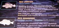 Red Lionfish, Scorpaeniformes, Scorpaenidae, scorpionfish, venemous, AAAD02_017
