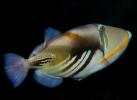 Picasso triggerfish, (Rhinecanthus aculeatus), Tetraodontiformes, Balistidae, AAAD02_018