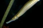 Bay Pipefish, (Syngnathus leptorhynchus), Syngnathiformes, Syngnathidae, Syngnathinae, AAAD02_036