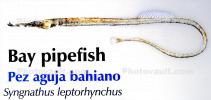 Bay Pipefish, (Syngnathus leptorhynchus), Syngnathiformes, Syngnathidae, Syngnathinae, AAAD02_044