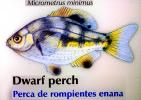 Dwarf Perch, (Micrometrus minimus), Perciformes, Embiotocidae, Surfperch, AAAD02_045