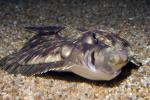 Pacific Dover sole, (Microstomus pacificus), Pleuronectiformes, Pleuronectidae, flounder, bottomfish, AAAD02_046